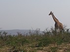 Jirafa, Hluhluwe-Imfolozi NP