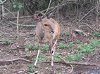 Antilope jeroglífico, Hluhluwe-Imfolozi NP