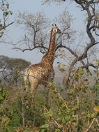 Jirafa, Hluhluwe-Imfolozi NP