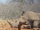Rinoceronte blanco, Hluhluwe-Imfolozi NP
