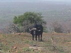 Bufalo, Hluhluwe-Imfolozi NP