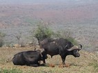 Bufalos, Hluhluwe-Imfolozi NP