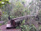 Diepwalle Forest