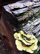 Diepwalle Forest