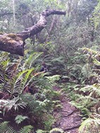 Diepwalle Forest