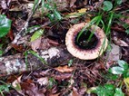 Diepwalle Forest