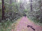 Diepwalle Forest
