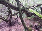 Diepwalle Forest