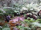 Diepwalle Forest, cerca de Knysna