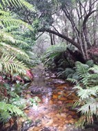 Diepwalle Forest