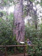 Diepwalle Forest