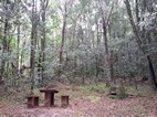 Diepwalle Forest