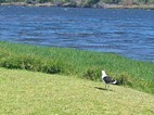 Goukamma Natural Reserve