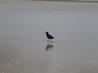 African black oyster-catcher, paseo por la playa desde Brenton-on-sea hasta Buffalo Bay