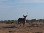 Antilope de agua, Kruger NP