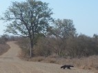 Tejón de miel, Kruger NP