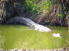 Cocodrilo del Nilo, Kruger NP