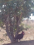 Calao terrestre, Kruger NP