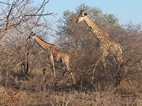 Pareja de jirafas, Kruger NP