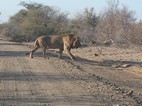 León cruzando un camino, Kruger NP