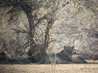 Leones bajo la sombra de un arbol, Kruger NP