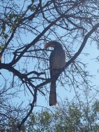 Toco piquigualdo, Kruger NP