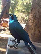 Estornino de El Cabo, Kruger NP