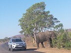 Elefante al maegen de la carretera