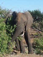 Elefante, Kruger NP