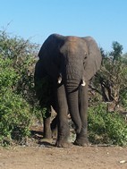 Elefante, Kruger NP