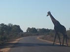 Jirafa cruzando la carretera, Kruger NP