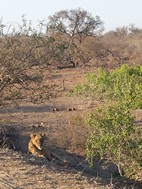 Leona la borde la carretera, Kruger NP