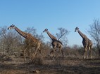 Grupo de jirafas, Kruger NP