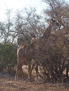 Jirafa, Kruger NP