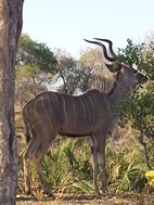 Kudú, Kruger NP