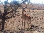 Impala, Kruger NP