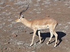 Impala, Kruger NP