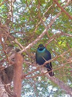 Estornino de El Cabo, Kruger NP