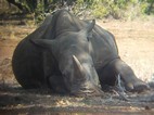 Rinoceronte blanco, Kruger NP