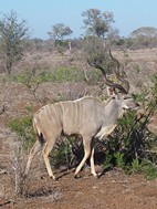 Kudú, Kruger NP