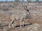 Kudú, Kruger NP