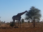 Jirafa, Kruger NP