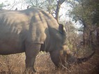 Rinoceronte blanco, Kruger NP