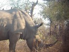 Rinoceronte blanco, Kruger NP