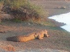 Cocodrilos del Nilo, Kruger NP