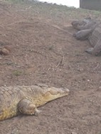 Cocodrilos del Nilo, Kruger NP