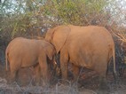 Elefantes, Kruger NP