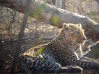 Leopardo, Kruger NP