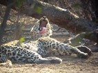 Leopardo, Kruger NP