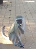 Cercopiteco verde, Kruger NP
